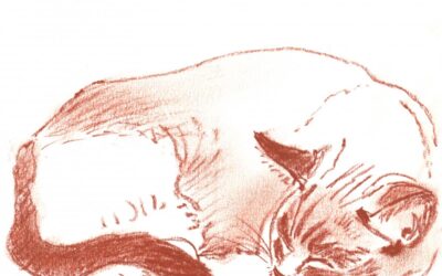 Bootsie- Chalky – drawing of a cat sleeping
