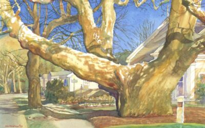 Buttonwood Icon- The Girth of Growth – en plein air watercolor painting of an iconic tree