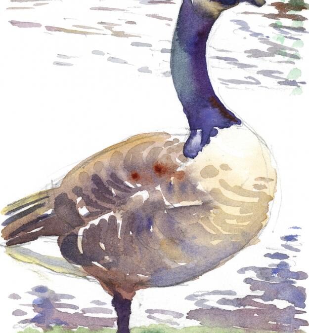 Canada’s Goose – watercolor wildlife painting of Canadian Goose