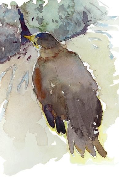 Orphan Swallow – watercolor painting of bird
