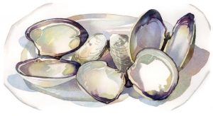 Shells After Dinner - watercolor still life painting with sea shells by Frank Costantino
