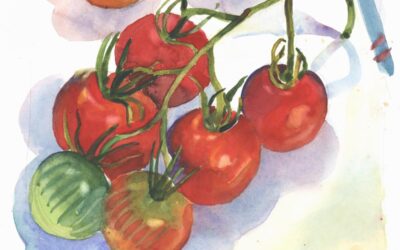 Almost All Red Tomato Cluster – watercolor still life painting by Frank Costantino