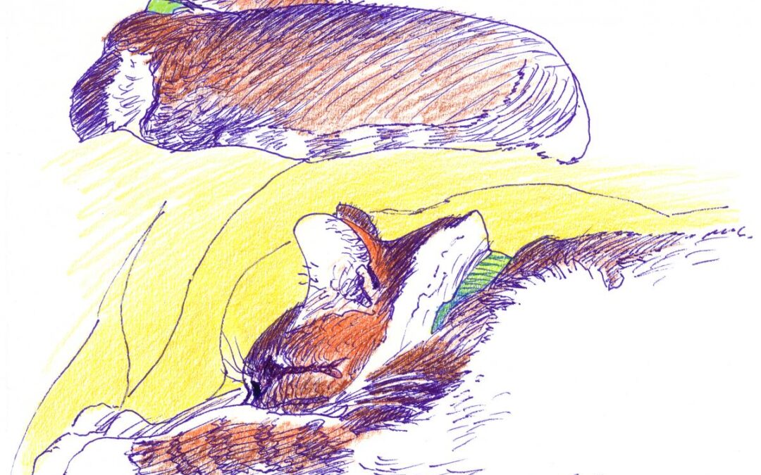 Feline Lie-In - color drawing of cats by Frank Costantino