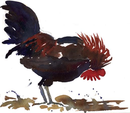 Rooster - watercolor painting of rooster in farm yard by Frank Costantino