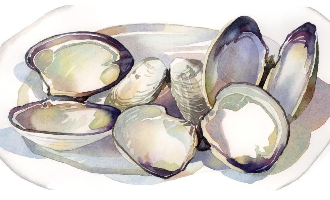 Shells After Dinner – watercolor still life painting with sea shells