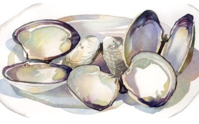 Shells After Dinner – watercolor still life painting with sea shells